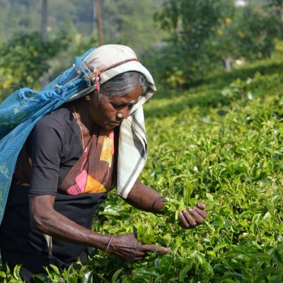 A Sri Lankan woman is pictured harvesting in a lush green crop